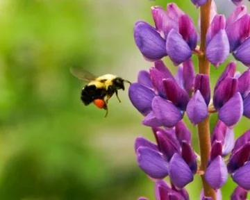 Bild einer Blume mit einer Biene