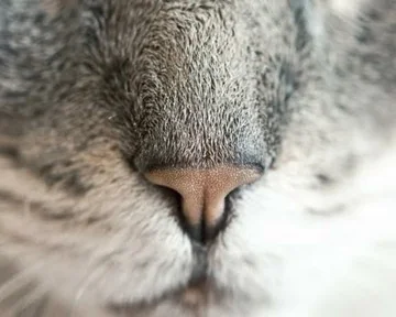 Bild von einer Katzenschnauze