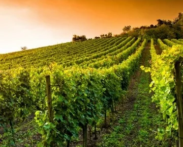 Bild von Weinrebe und Wein